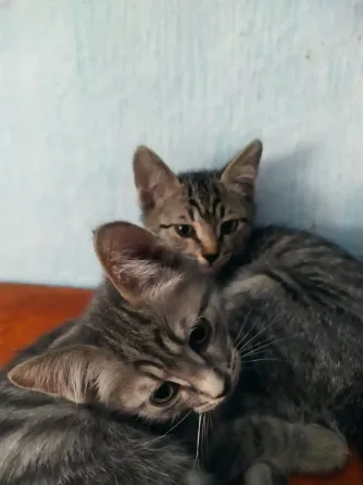 Сұр және ақ жүнді, үлкен көк көзді мысық