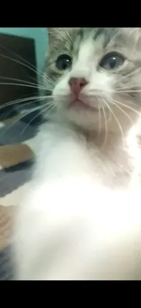 Сұр және ақ жүнді, үлкен көк көзді мысық