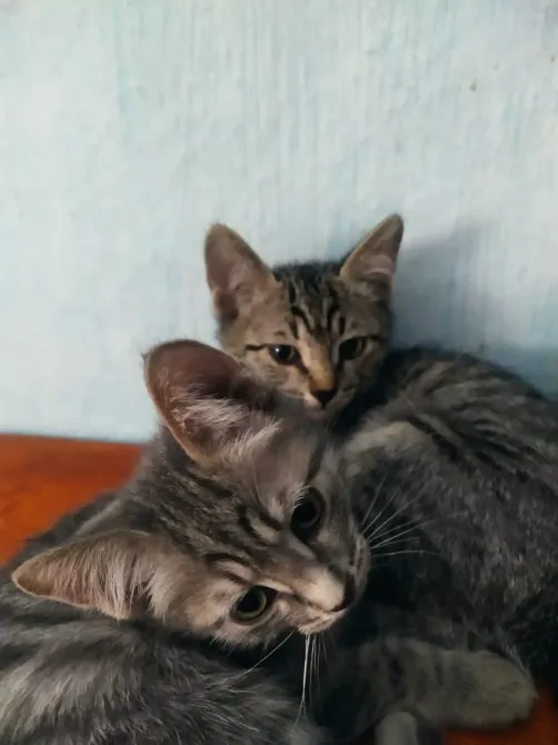 Екі жолақты мысық, апельсин түсті беткейде жайғасып жатыр.