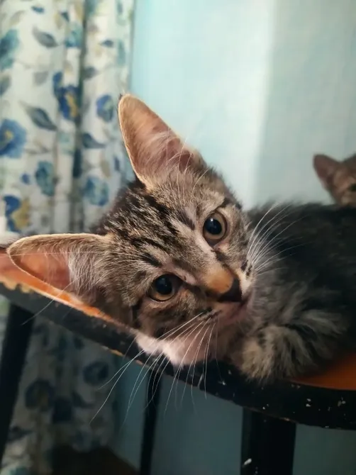 Жерге жатқан жолақты жүнді мысық, әсерлі көздерімен