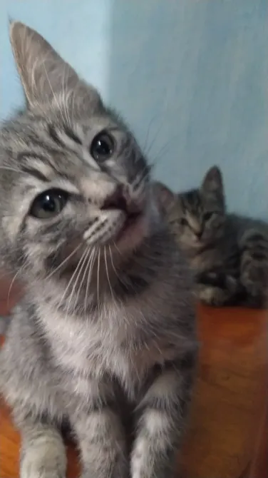 Жолақты сұр мысық, камераға жақындап келе жатыр, фонында басқа мысық