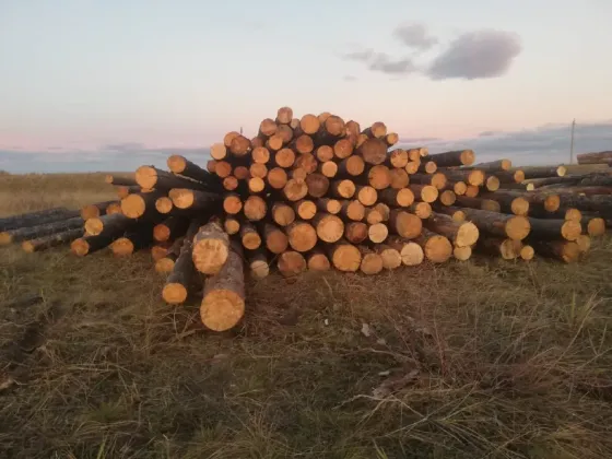Круглая древесина, сложенная на земле, видимые кольца нарезки