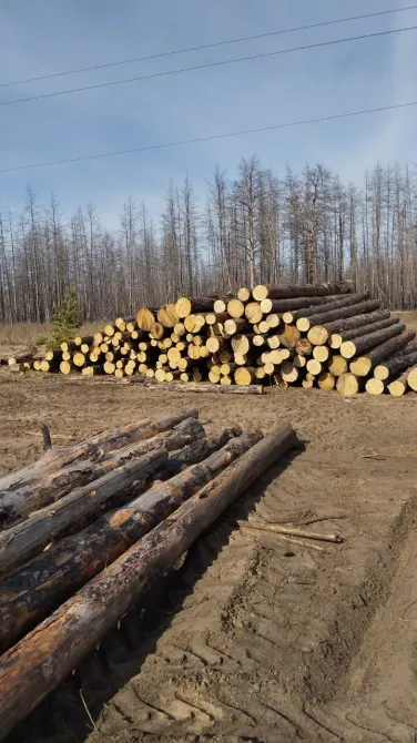 Высокий штабель бревен на открытой местности, виден песчаный грунт