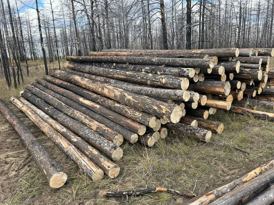 Деревянные бревна, аккуратно сложенные в штабель на фоне пожженных деревьев