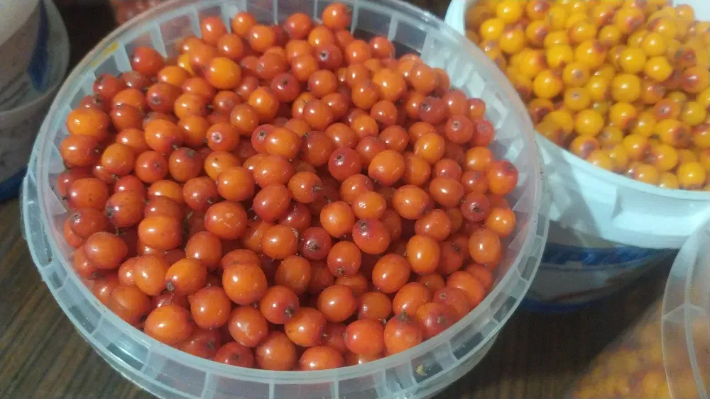 Ягоды облепихи в контейнере на столе, яркие оранжево-красные плоды