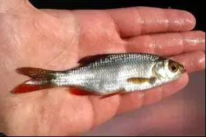 Человек показывает серебристую рыбку, держа ее в ладони на фоне воды