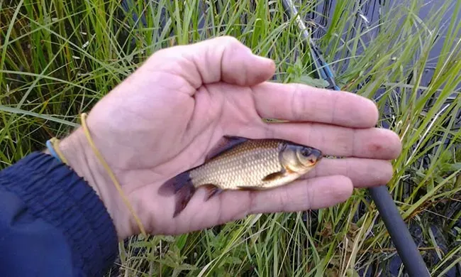 Рыбак держит небольшую рыбу в руке на фоне трав