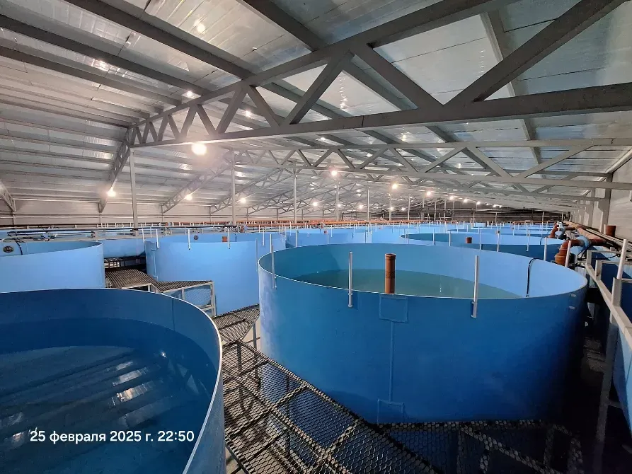 Панорамный вид на рыбоводные резервуары в производственном помещении
