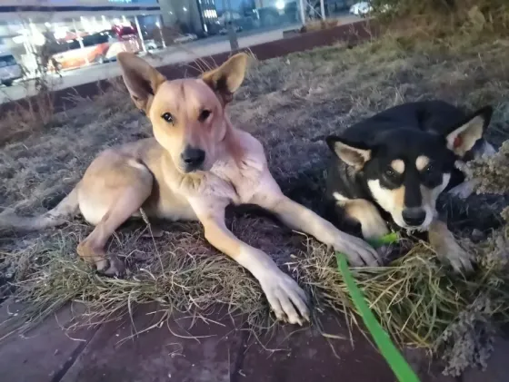 Два соб犬, один светлый и один темный, сидят на траве в городском парке