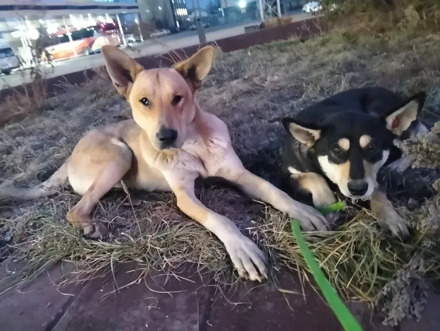 Екі ит, бірі жарқын, бірі қара, қала паркінде шөпте отыр.