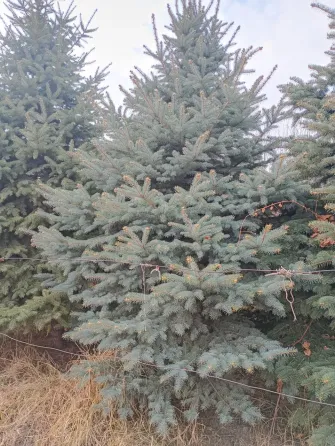 Сосны на фоне неба и забора