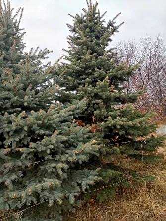 Сосны на фоне неба и забора