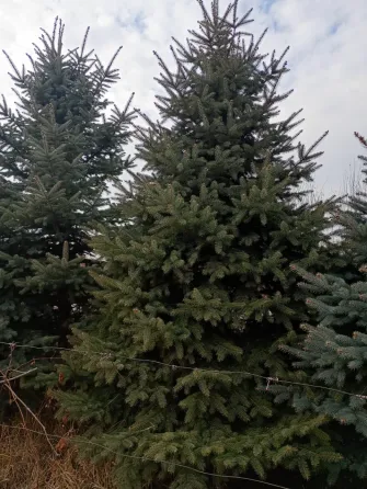 Сосны на фоне неба и забора