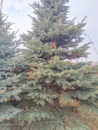 Сосны на фоне неба и забора