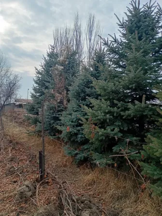 Сосны на фоне неба и забора