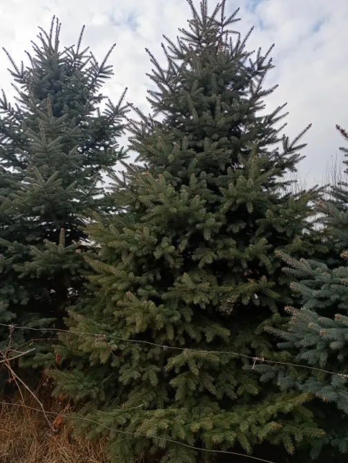 Средний план сосен в поле