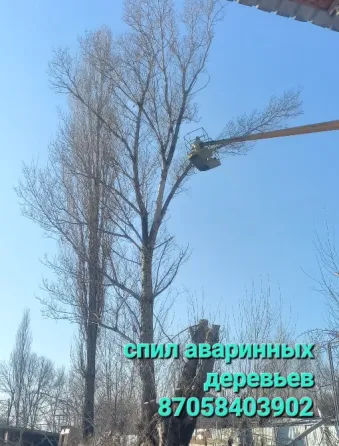 Работы по спилу аварийного дерева с подъемника на фоне голубого неба