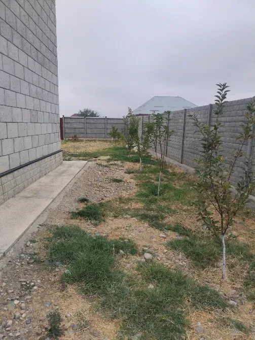 Участок рядом с домом с растениями и деревьями