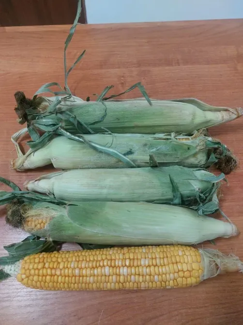 кукуруза в шелухе, часть отобранного урожая