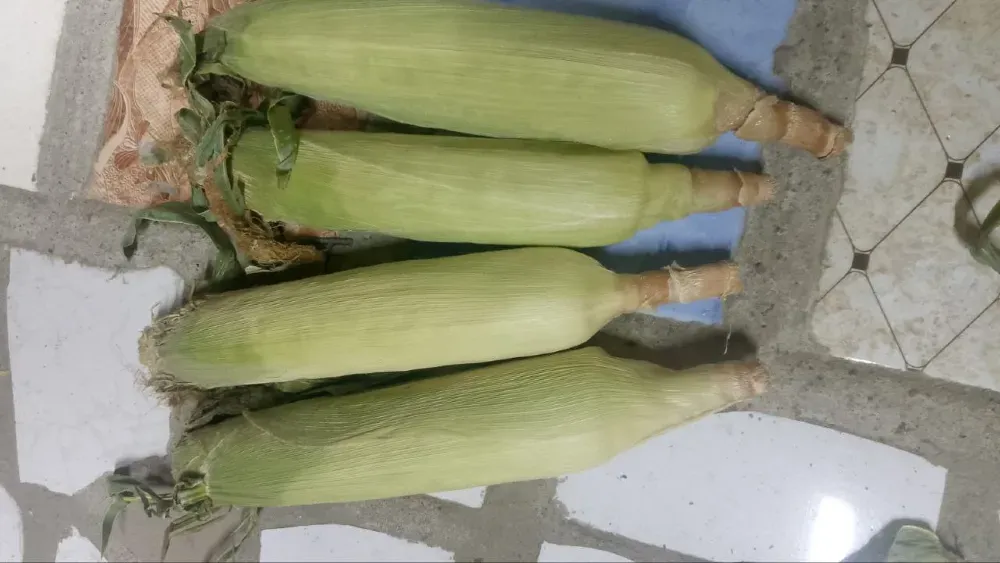 свежая кукуруза в шелухе