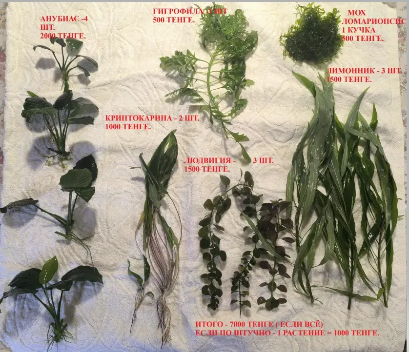 Изображение с различными видами водных растений, представленными на белом фоне с ценами и количеством растений