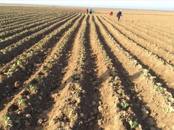 Полье с рядам растений и людьми, работающими на земле