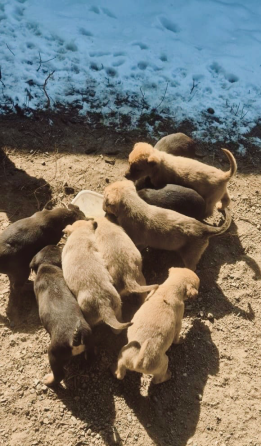 Щенки в руках человека, один черный и один коричневый
