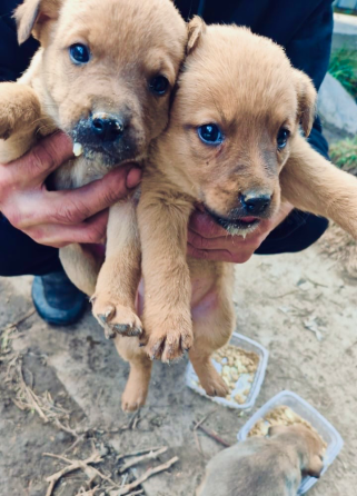 Щенки в руках человека, один черный и один коричневый