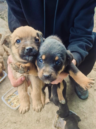 Щенки в руках человека, один черный и один коричневый