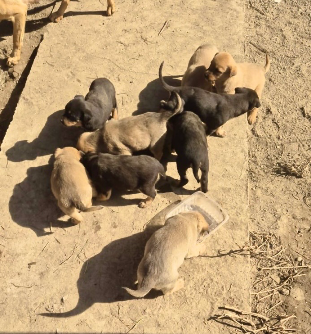 Группа щенков, играющих и поедающих из миски на земле