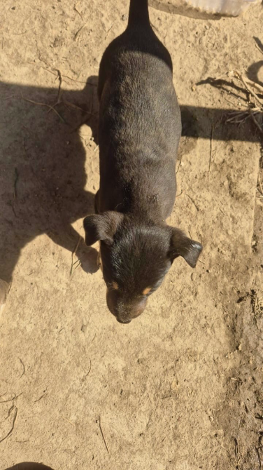 Черный щенок, исследующий землю