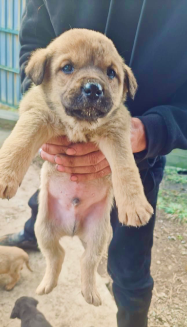 Щенок коричневого цвета на руках человека