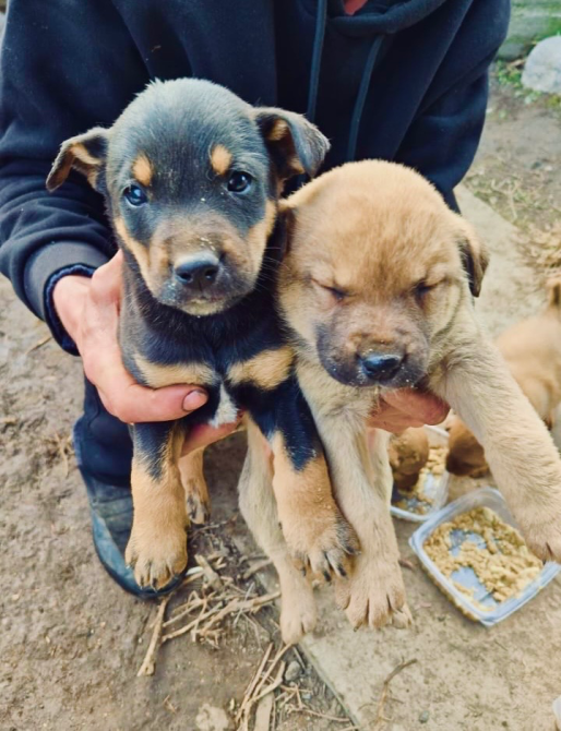 Щенки в руках человека, один черный и один коричневый