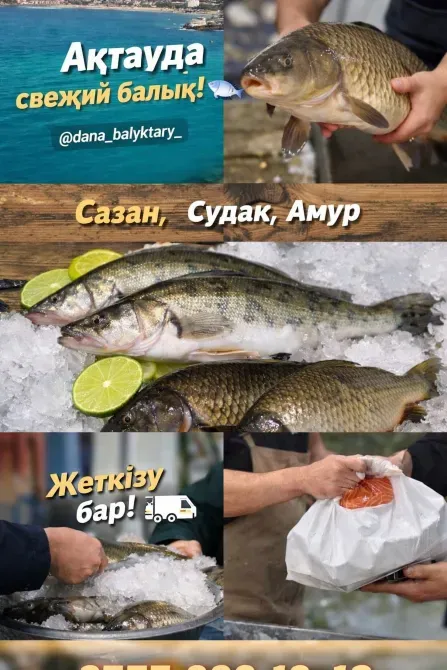 Свежая рыба в Актуа: сазан, судак и амур. Доставка рыбы на заказ