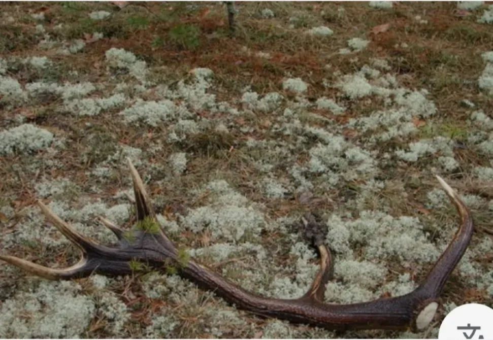 Рога оленя на фоне мха и зеленой растительности в лесу