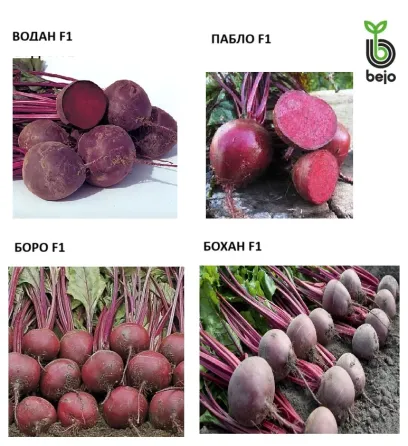 Қызыл қызылша сорттары 