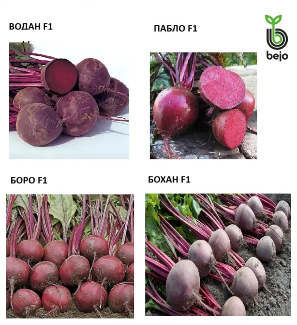 Разнообразие свеклы 