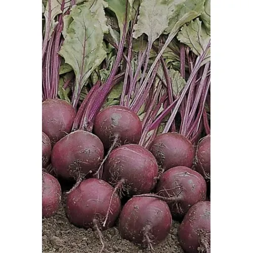 Свекла сорта с листьями и корнями, готовая к сбору