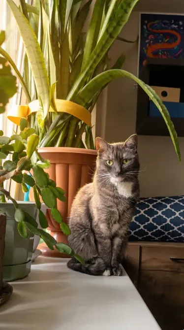 Серый кот, сидящий на столе рядом с растениями