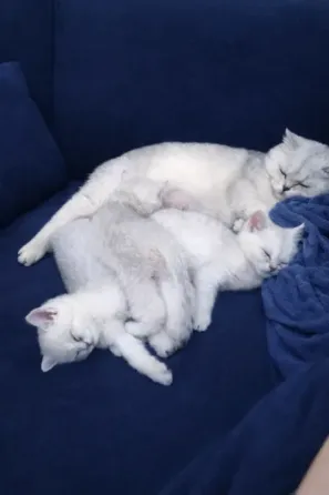 Кошки спят на синем диване