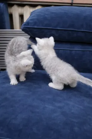 Кошки спят на синем диване