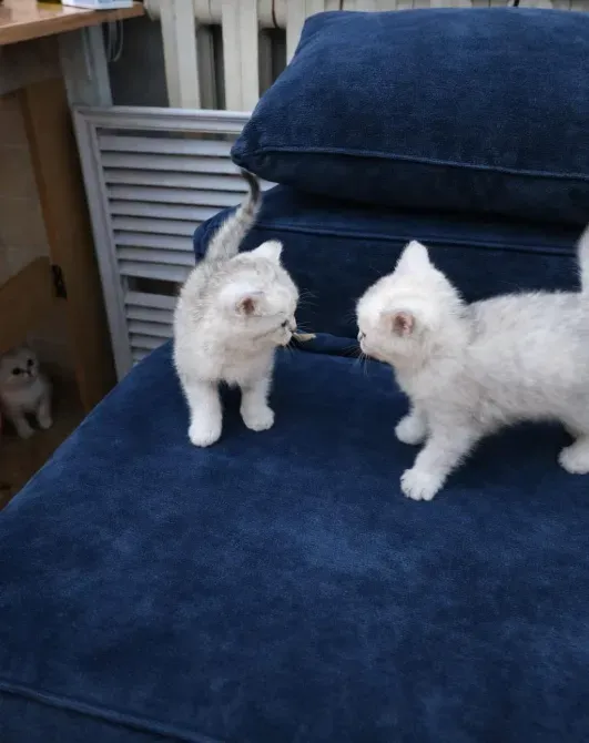 Два котенка дерутся за игрушку на синем диване