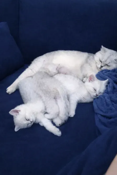 Кошки спят на синем диване