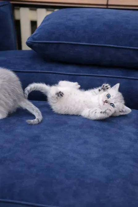 Маленький котенок лежит на синем диване