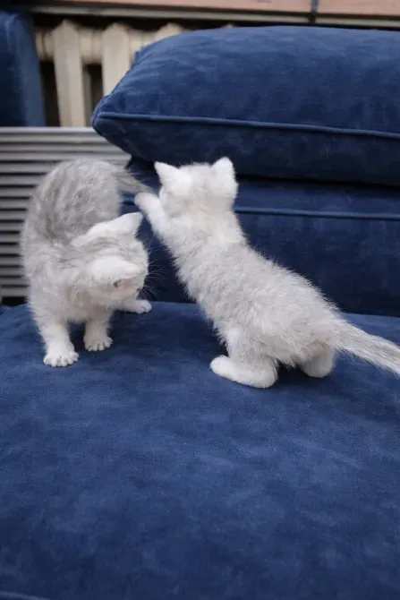 Два котенка играют друг с другом на синем диване