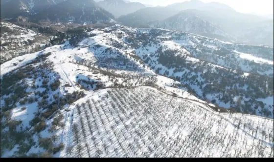 Қар жамылған төбешіктер мен ағаштар қатарлары