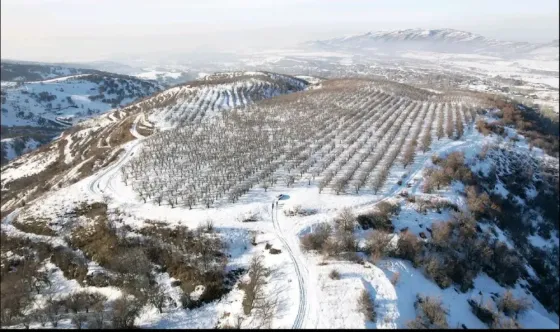 Қар жамылған төбешіктер мен ағаштар қатарлары