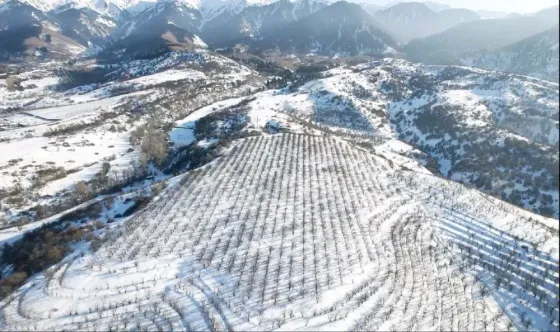 Қар жамылған төбешіктер мен ағаштар қатарлары