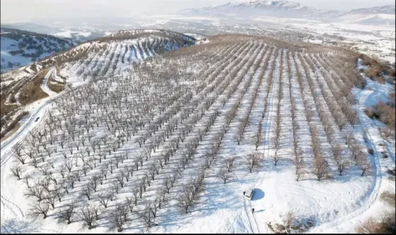 Қар жамылған төбешіктер мен ағаштар қатарлары