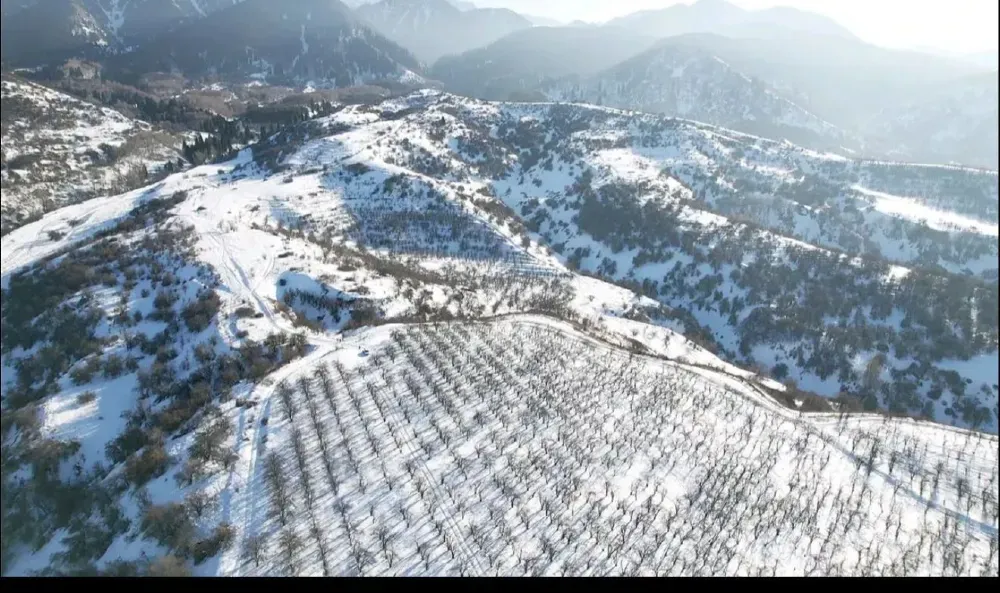 Снежные горные пейзажи с рощами